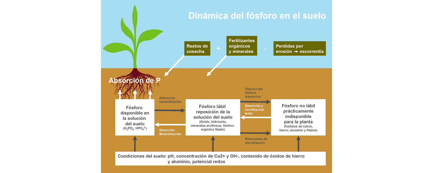 Dinámica del fósforo en el suelo