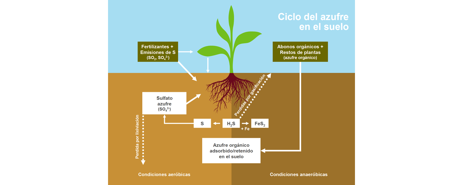 Ciclo del azufre en el suelo