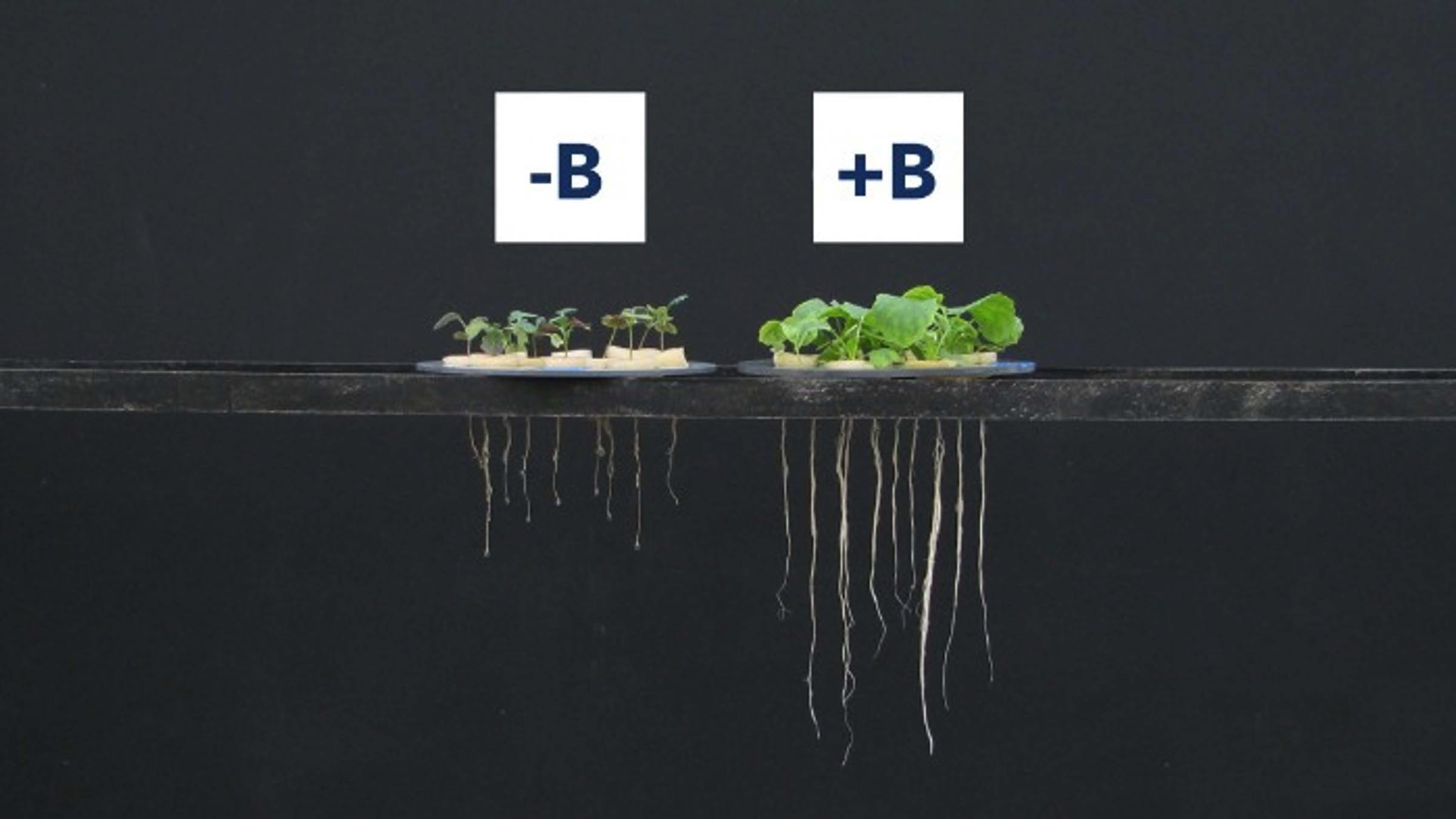 Comparison rape boron deficiency