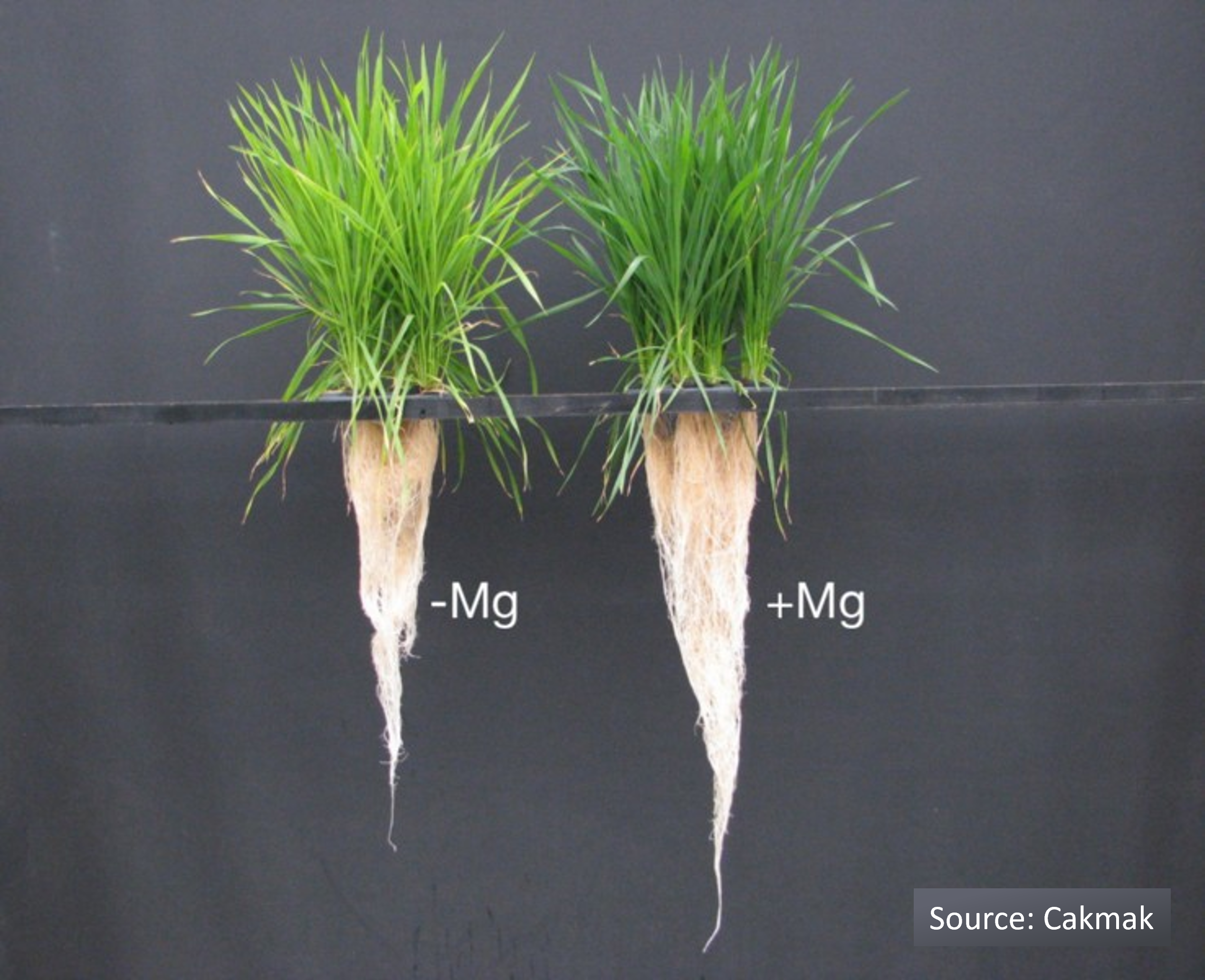 Inhibited root growth