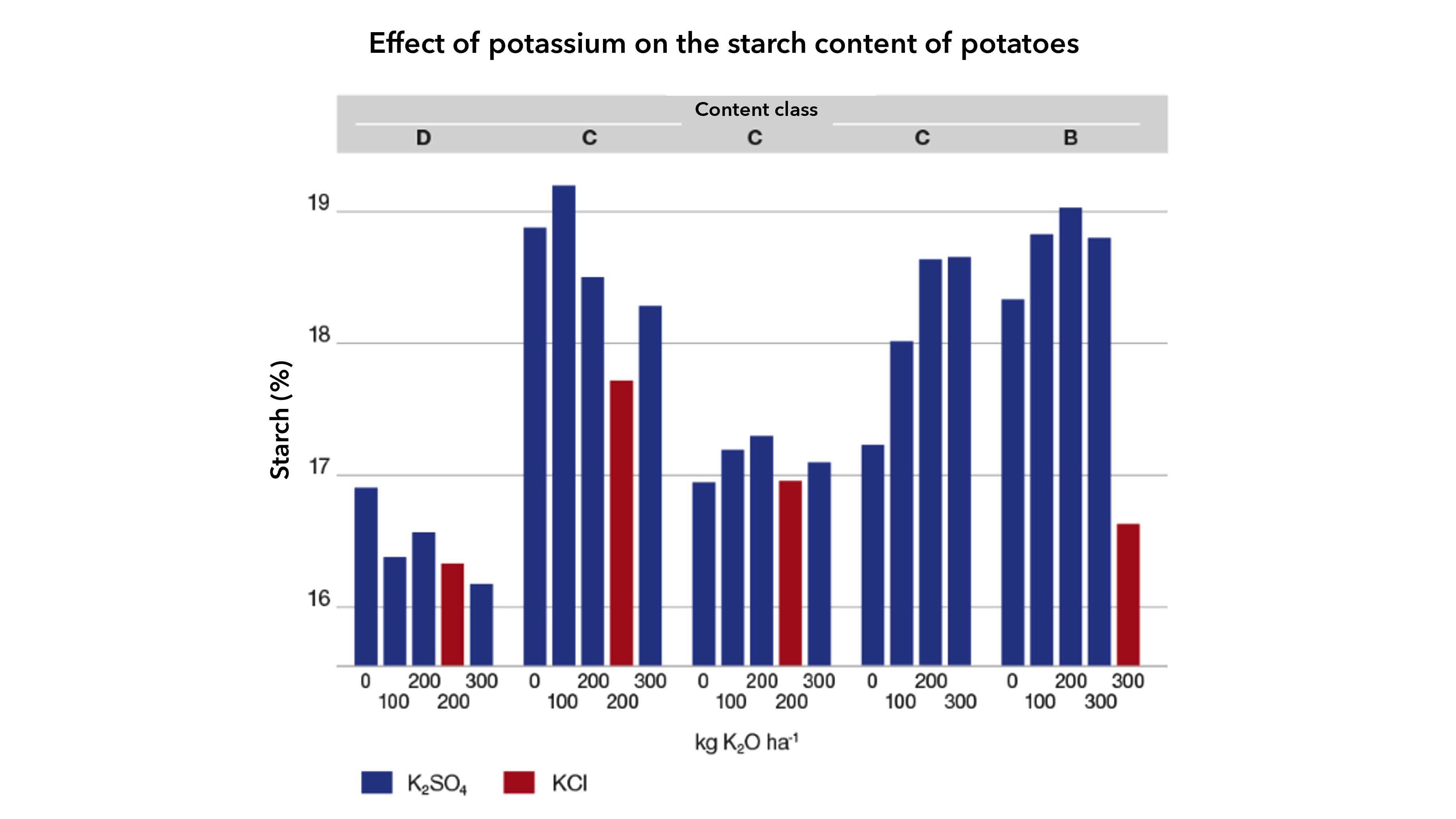 Potato 5