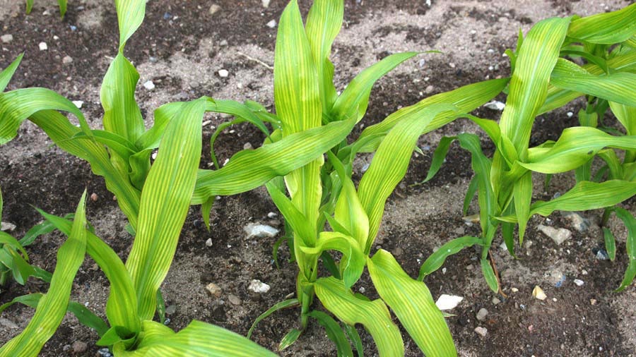 Sulfur deficiency in wheat (16:9)