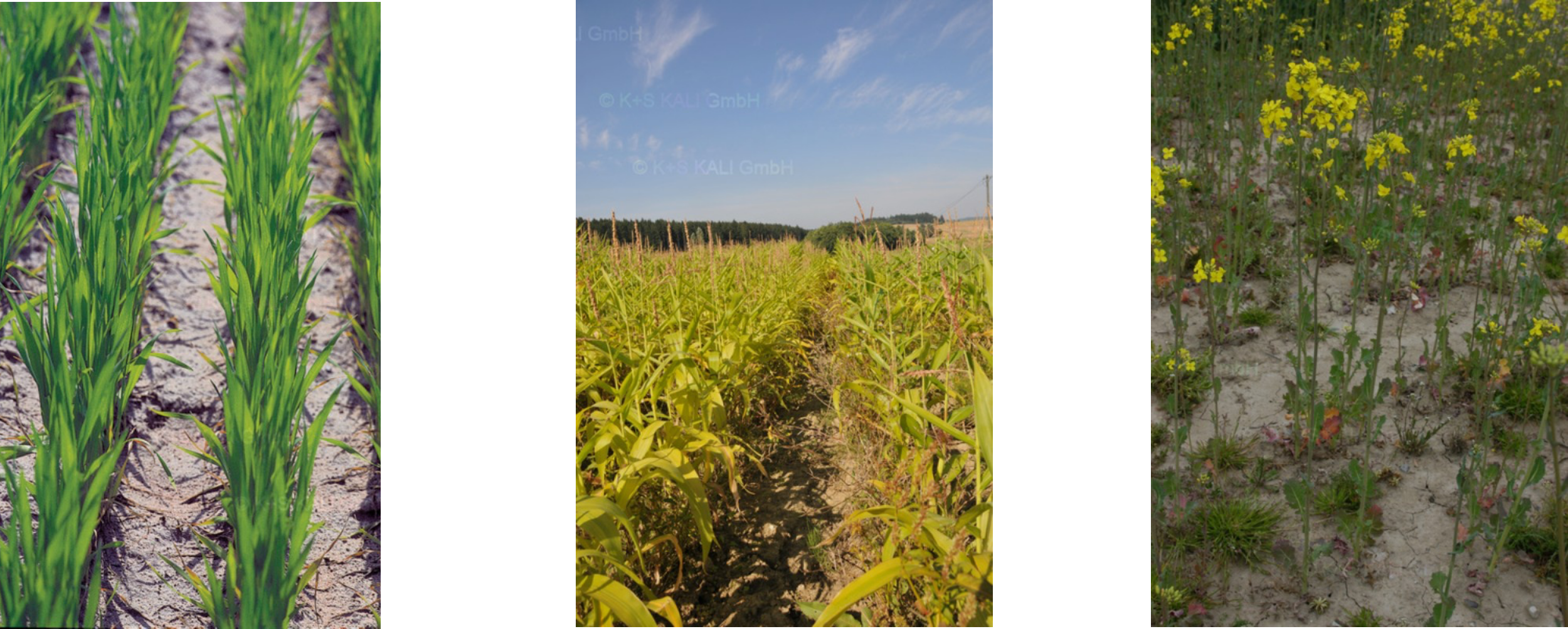 Nitrogen deficiency in wheat, corn and rapeseed (left to right)