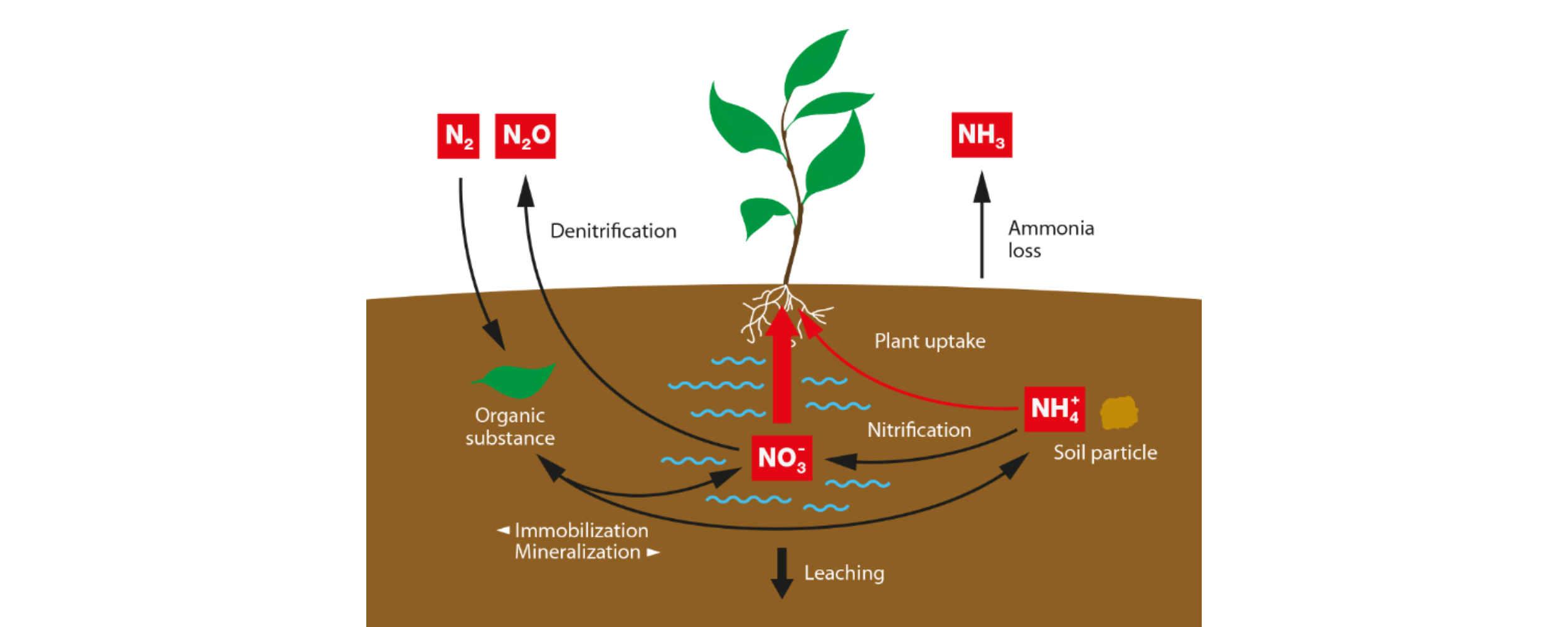 Agricultural nitrogen cycle