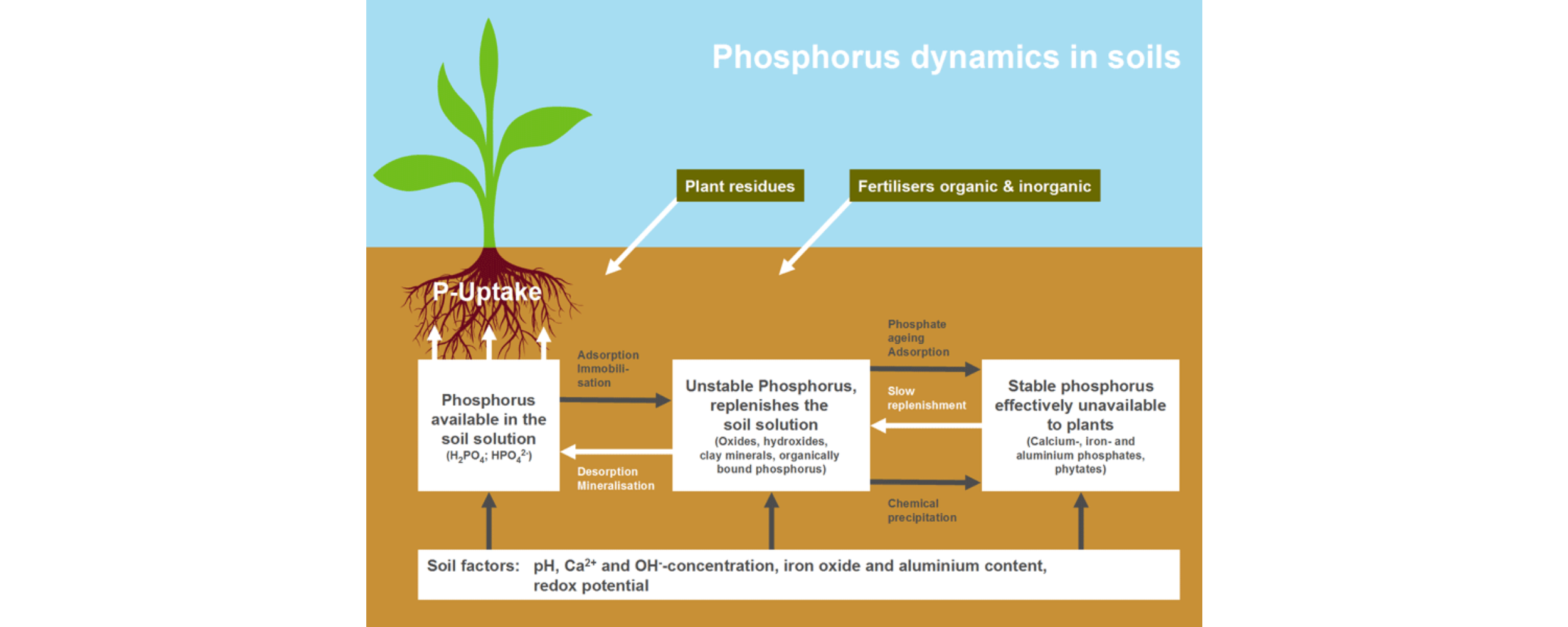 Phosphorus dynamics in soils