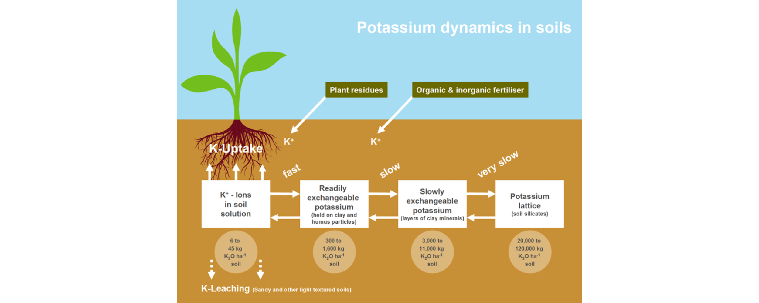 Dinámica del potasio en el suelo