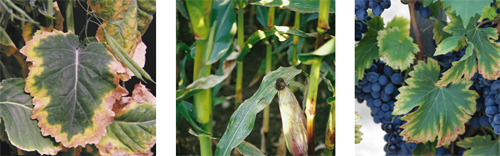 Potassium-deficiency symptoms of rape, maize and vine