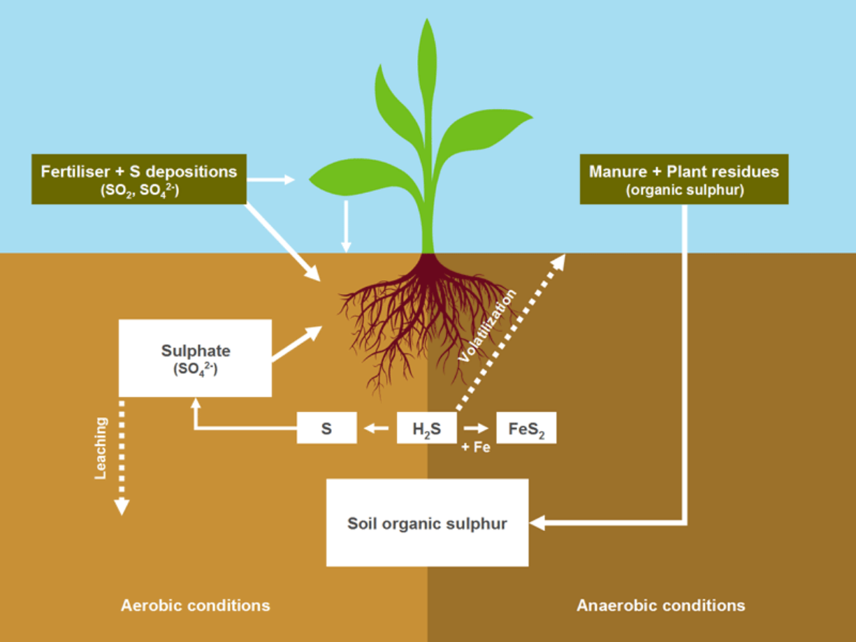 Sulphur cycle